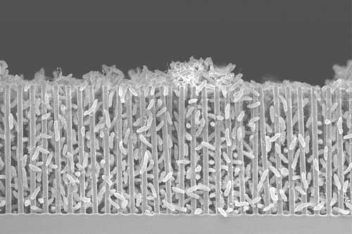 A scanning electron micrograph of a nanowire-bacteria hybrid