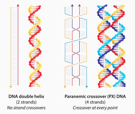 Structure of a regular DNA duplex and the paranemic crossover (PX) DNA containing 4 interwoven strands
