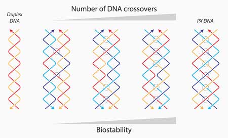 DNA crossovers