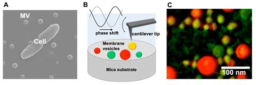 Atomic force microscopy reveals high heterogeneity in bacterial membrane vesicles