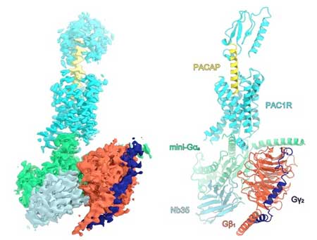 Overall structure of the human PAC1R in complex with PACAP and mini-Gs?1?2