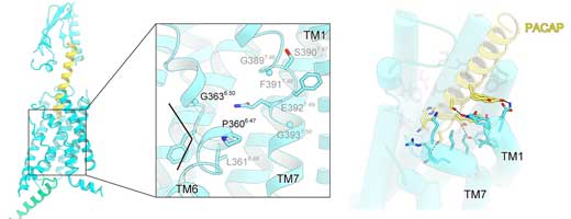 Research diagram of detailed tertiary structure of PAC1R
