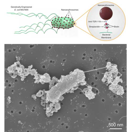 Illustration (top) and scanning electron microscopy image (bottom) of biohybrid bacterial microswimmers