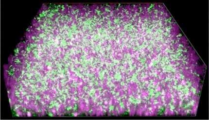 A nanocomposite material (purple) conducts electrons released by exoelectrogenic bacteria (green) to generate electricity