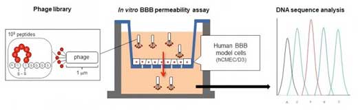 Screening Method for Cyclic Peptides that Help Nanoparticles Penetrate the Blood-Brain Barrier