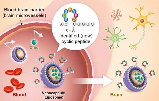 Drug Delivery through the Blood-Brain Barrier