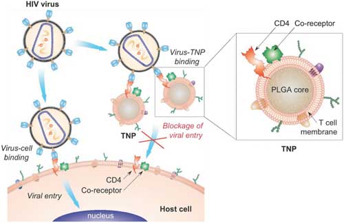 Schematic representation of T-cell-membrane-coated nanoparticles designed for attenuating HIV infectivity