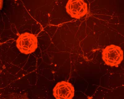 Connections are growing between the neurons inside different buckyballs