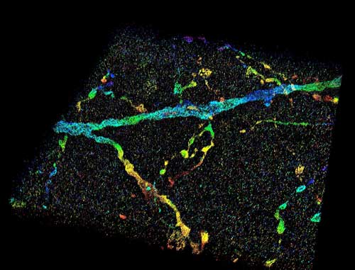 This image shows a 3D super-resolution reconstruction of dendrites in primary visual cortex