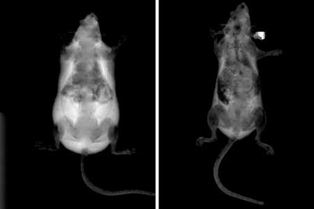 dual-energy X-ray absorptiometry of an obese and a normal mouse