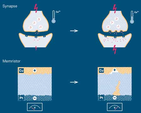 synapses and memresistive elements