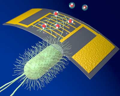 highly sensitive chemical sensor using organic nanowires