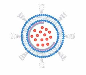 a nanobowl (purple semicircle) supports the structure of a liposome (blue membrane bilayer) to help keep a chemotherapy drug (red) from leaking out