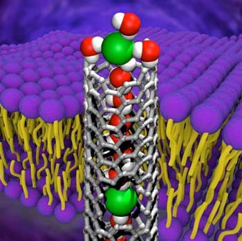 A carbon nanotube porin embedded in a lipid bilayer with an anion (green) at the entrance of the carbon nanotube porin