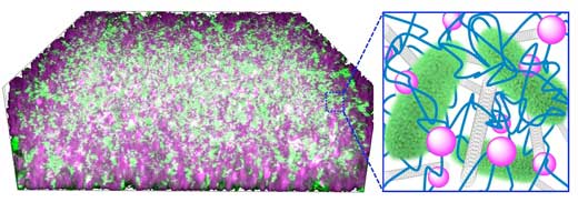 bacteria (green) are embedded in a composite made of carbon nanotubes (gray) and silica nanoparticles (violet) interwoven with DNA (blue)