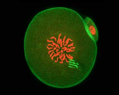 Fluorescence of an embryo containing a nanodevice