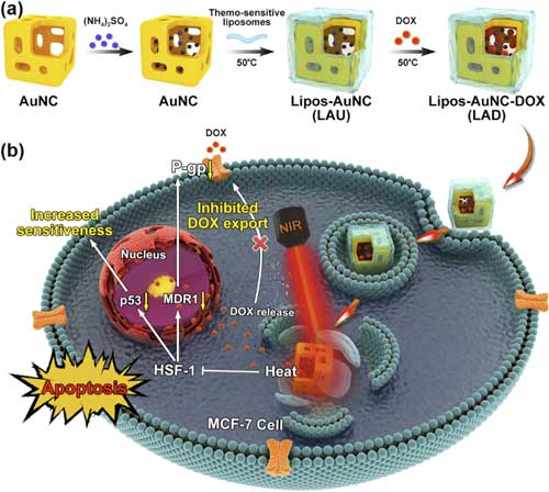 Illustration shows thermo-sensitive liposome coated gold nanocages with DOX loading (LAD) for photothermally triggered drug release and breaking chemoresistance