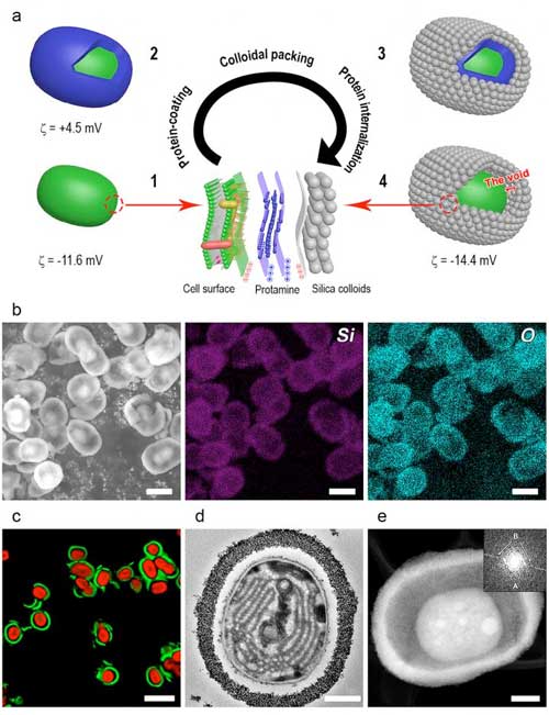 chematic illustration of sequential steps for yolk-shell encapsulation of cyanobacterium