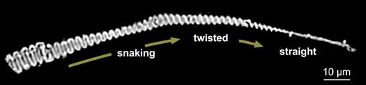 Optical microscopy image of a single fiber of self-assembled polysaccharide in snaking, twisted, and straight structures