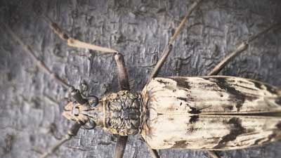 longhorn beetle