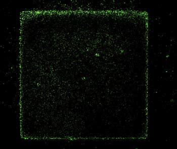 Bacteria sitting on the gate electrode, viewed by a fluorescence microscope