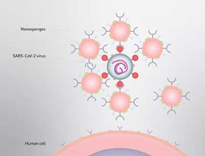 Nanosponges neutralizing the SARS-COV-2 virus