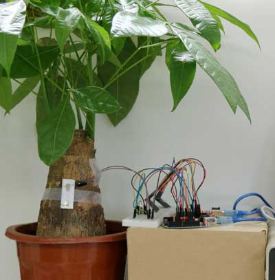 A sensor (white strip) on a houseplant activates an alarm when fire is near