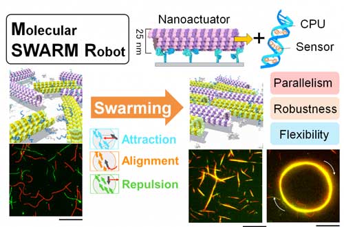 A molecular robot, which is typically between 100 nanometers to 100 micrometers long, requires an actuator, processor and sensor to function properly