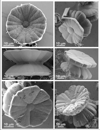 Scanning electron microscopy (SEM) images of the yo-yo-like, single crystals having a multidomain appearance