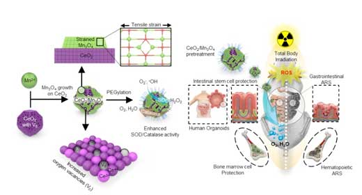  Schematic illustration of highly catalytic CeO2/Mn3O4 nanocrystals preventing acute radiation syndrome