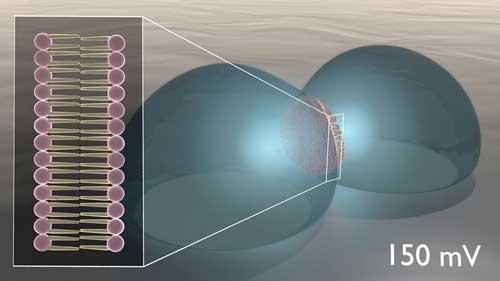 a lipid-based memcapacitor