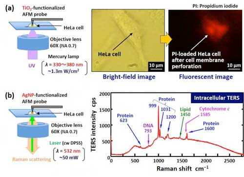 Functionalized AFM-Based Nanofabrication and Nanomeasurement Techniques for Living Cells