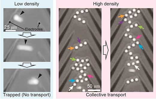 Sparse and crowded particles resulting in different motions