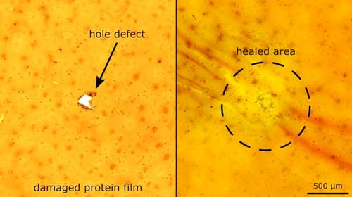 A hole seals itself in a self-healing material