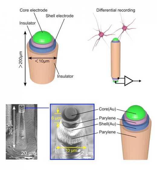 Coaxial Cable-Inspired Microneedle Electrode for Neural Recording