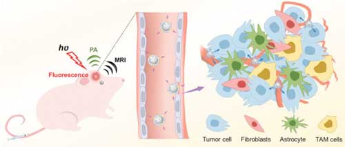Schematic illustration of the design of functionalized nanocomposites for blood brain barrier penetration and navigation through brain tumor microenvironment