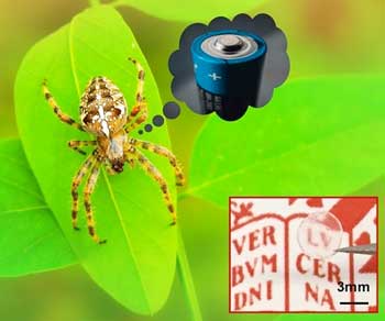Spider silk inspires new class of functional synthetic polymers