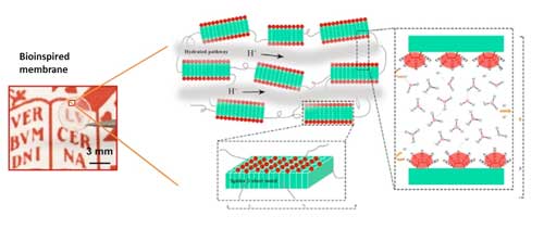 Scheme of the structure for the spider silk inspired proton conducting membrane