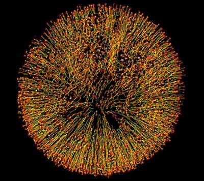 Drying droplets: the red arrows showing the end of the particle trajetories