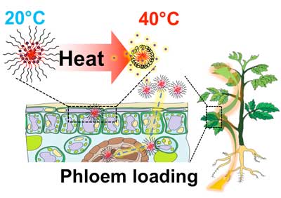Technical graphic showing phloem loading in a plant due to heat