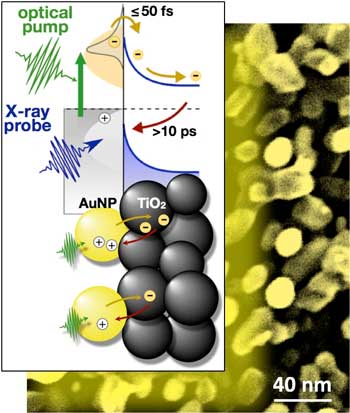 Optical laser pulses excite electrons in gold nanoparticles attached to a titanium dioxide substrate