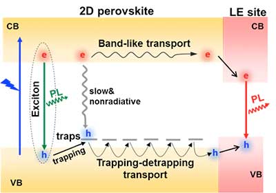 Long-distance carrier transport in an exfoliated 2D perovskite crystal