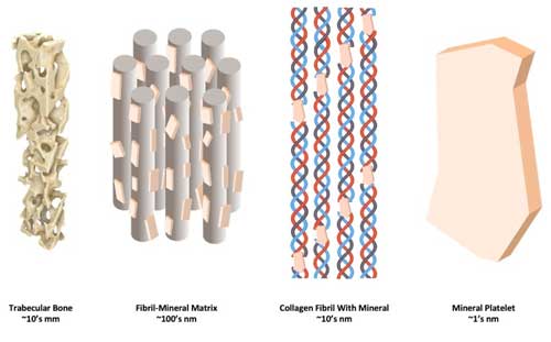 How stiff minerals and flexible collagen fibrils combine at the nanoscale to form bone