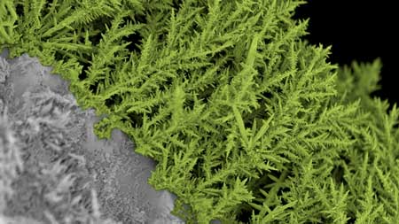 A branched artificial nanofern