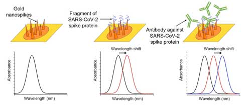 The wavelength of light absorbed by the nanospikes changes depending on its local environment