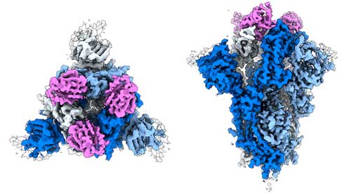 three-part molecule (pink) that nestles into the coronavirus spike protein (blue), pinning it into a conformation that makes it unable to stick to ACE2