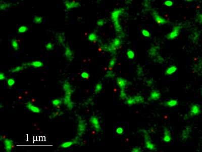 super resolution fluorescence microscopy of nanoparticles inside intact cells