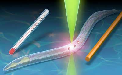 Temperature of C. elegans measured via tracking of embedded nanodiamond