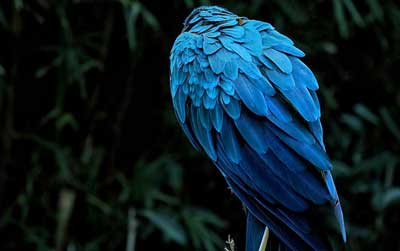 The blue feathers of a Macaw