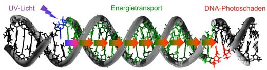 DNA damage can be detected up to 30 DNA building blocks away from the point of incidence of the light